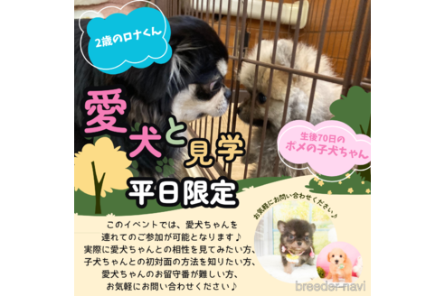 成約済の静岡県のミニチュアダックスフンド(ロングヘアード)-358698の6枚目